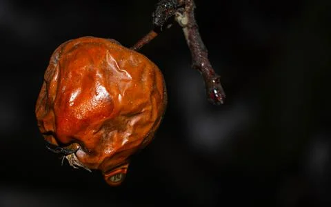 Branch with a dried apple. Stock Photos