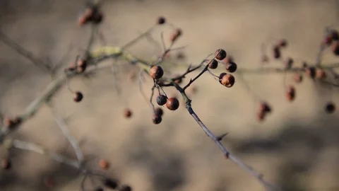 Branch of dried berries closeup rowan Stock Footage 107645552