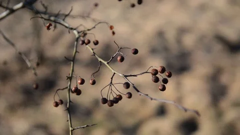 Branch of dried berries closeup rowan Stock Footage 107645569