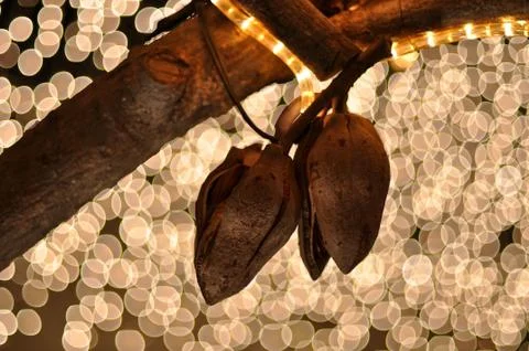 A branch of dried nutshell with light Stock Photos