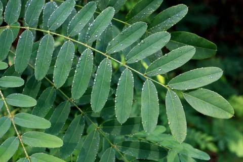 Branch with drops Stock Photos