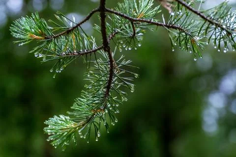 Branch with drops. Stock Photos
