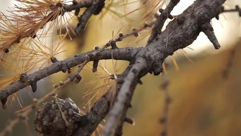 Branch of a dry tree during autumn Stock Footage