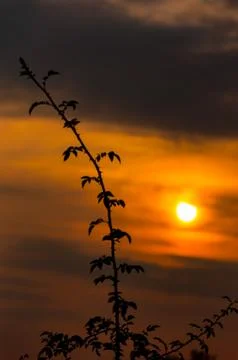 Branch during the sunset Stock Photos