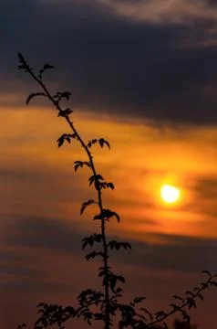 Branch during the sunset Stock Photos