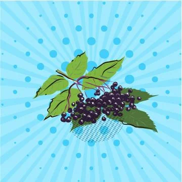 Branch with elderberries on a blue background,lines,dots Vector illustration Stock Illustration