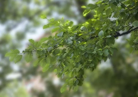 Branch of elm Stock Photos
