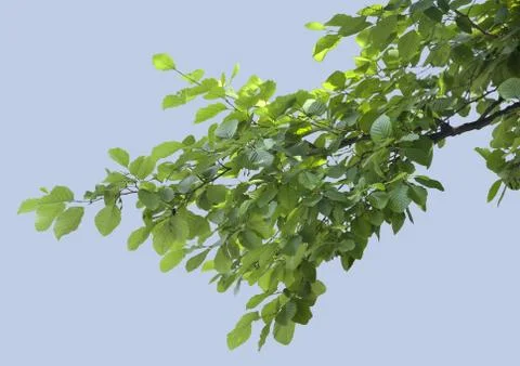 Branch of elm Stock-Fotos