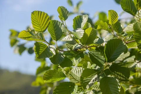 Branch of the elm Stock Photos