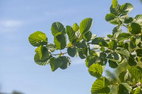 Branch of the elm Stock Photos