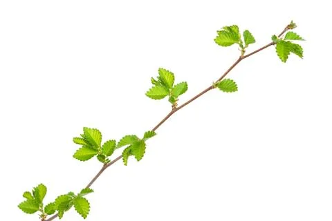Branch of elm tree with spring buds on white background Stock Photos