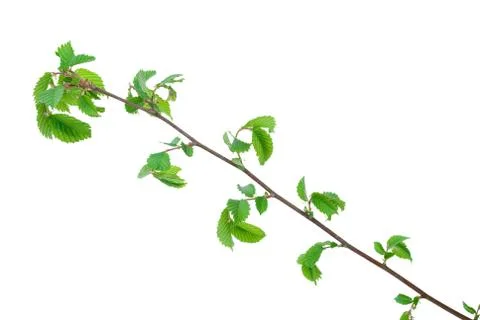 Branch of elm tree with spring buds on white background Stock Photos