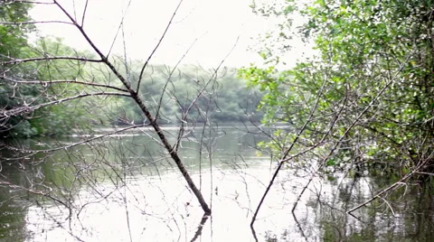 Branch erect in river glide 스톡 동영상 53003085