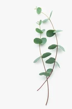 A branch of eucalyptus with a craft envelope on a white isolated background Stock Photos