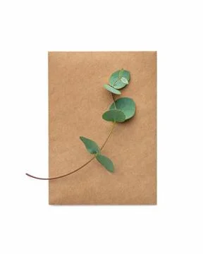 A branch of eucalyptus with a craft envelope on a white isolated background Stock Photos