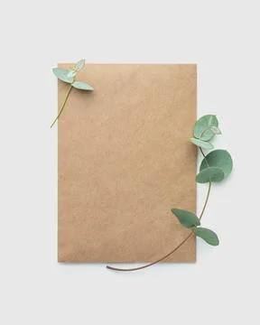 A branch of eucalyptus with a craft envelope on a white isolated background Stock Photos