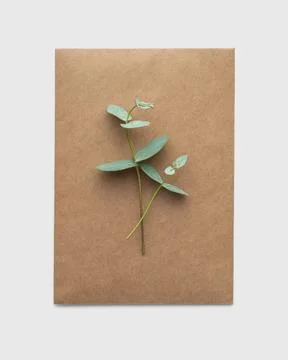 A branch of eucalyptus with a craft envelope on a white isolated background Stock Photos