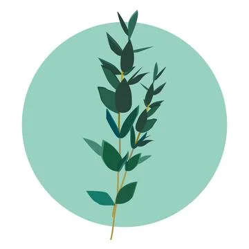 A branch of eucalyptus is a decorative element for decoration Stock Illustration