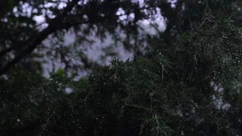 The branch of an evergreen pine tree being drenched in rainfall Video stock 339100983