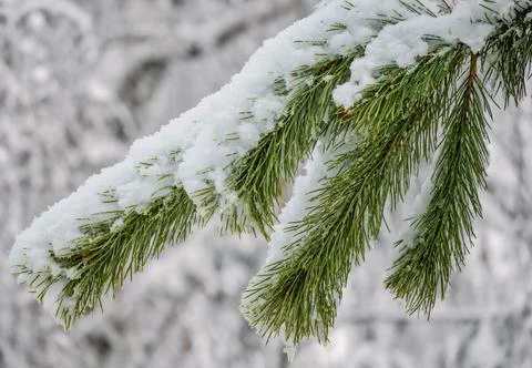 A branch of evergreen pine tree covered with snowflakes and ice. Stock Photos