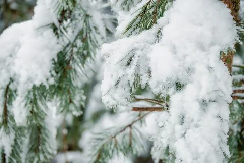 A branch of evergreen pine tree covered with snowflakes and ice. Stock Photos