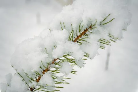 A branch of evergreen pine tree covered with snowflakes and ice. Stock Photos