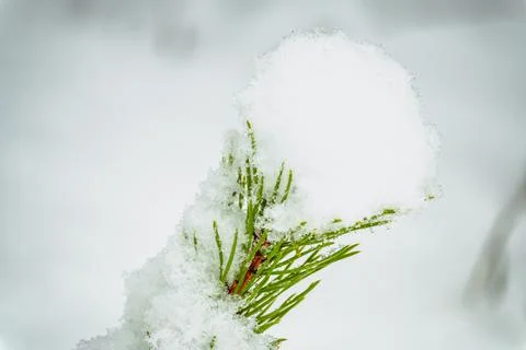 A branch of evergreen pine tree covered with snowflakes and ice. Stock Photos