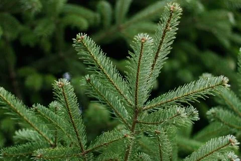 Branch of an evergreen spruce Stock Photos