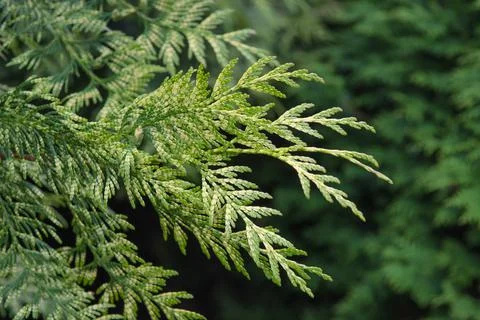 A branch of an evergreen thuja tree. Stock Photos