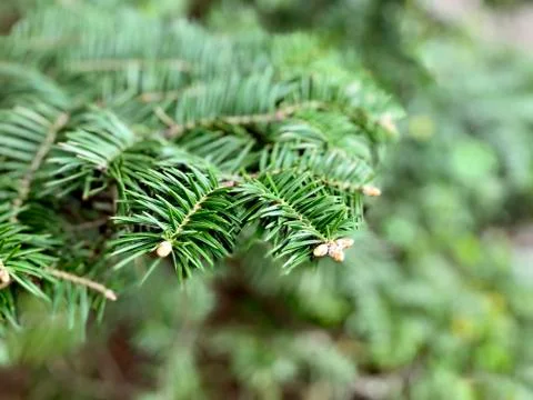 Branch of evergreen tree, closeup Stock Photos