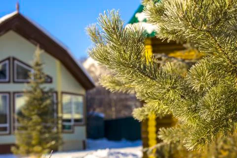 Branch of a evergreen tree Stock Photos