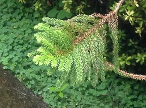 Branch of Evergreen Tree Stock Photos