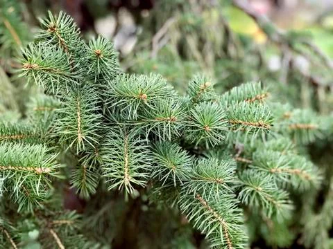 Branch of evergreen tree, side view Stock-Fotos