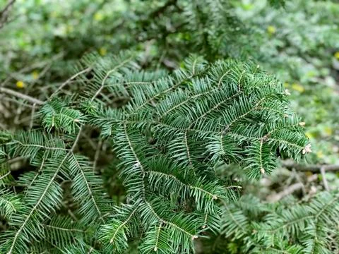 Branch of evergreen tree, top view Stock-Fotos