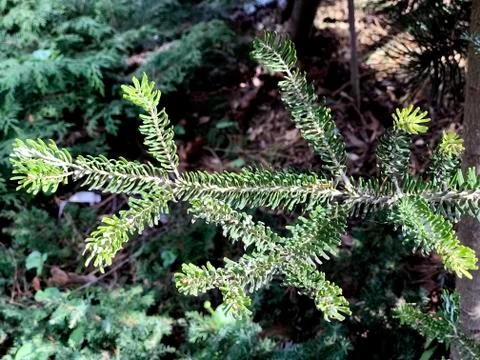 Branch of evergreen tree, top view Stock-Fotos