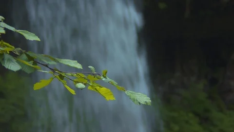 Branch Extending in Front of Middle Falls at Silver Falls Stock Footage 93870026
