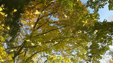 Branch fall water HD Stock Footage 32351333