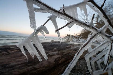 Branch of a fallen tree in the ice on the seashore. Stock Photos