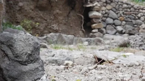 The branch falls to the ground. Video stock 137555408