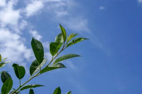 A branch of felt cherry with a ladybug on a leaf against the azure sky. Foto stock