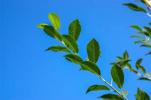 A branch of felt cherry with a ladybug on a leaf against the azure sky. Stock Photos