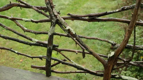 Branch Fence Stock Footage 40808036
