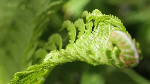 Branch of the fern Stock Footage 75055713
