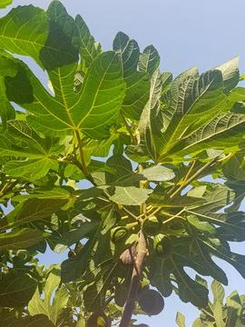 A Branch of a Fig Tree in Full Bloom Stock-Fotos