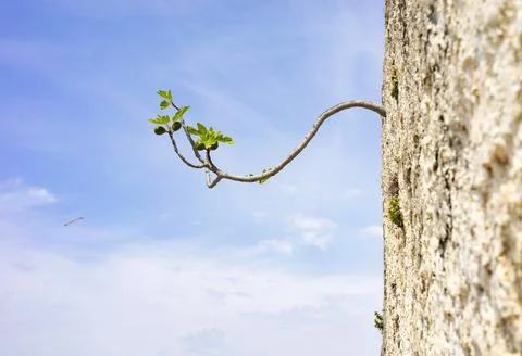 Branch of a fig tree growing through the wall Foto stock