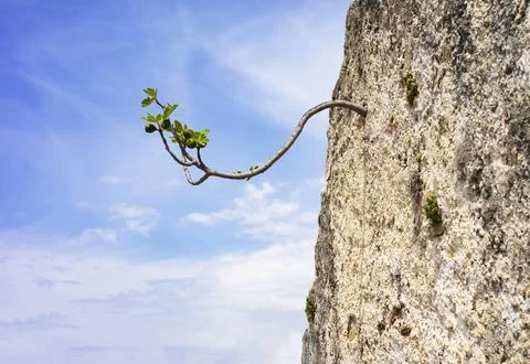 Branch of a fig tree growing through the wall Stock Photos