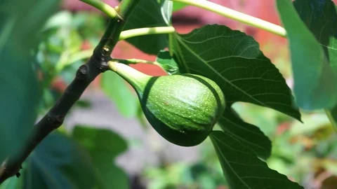 Branch of a fig tree with immature fig blowing in the wind Stock Footage 112114475