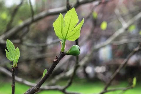 A branch of a fig tree with a small fruit and growing leaves Stock Photos