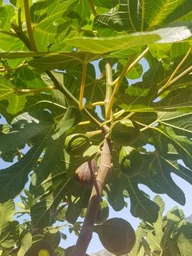 A branch of a fig tree in the sunlight Stock Photos
