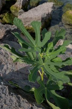 Branch of fig tree under sunlight Stock Photos